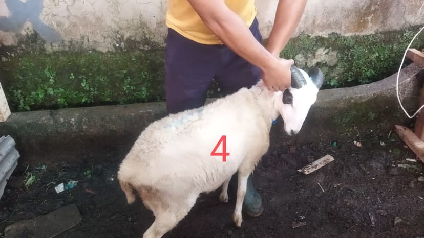 gambar hewan