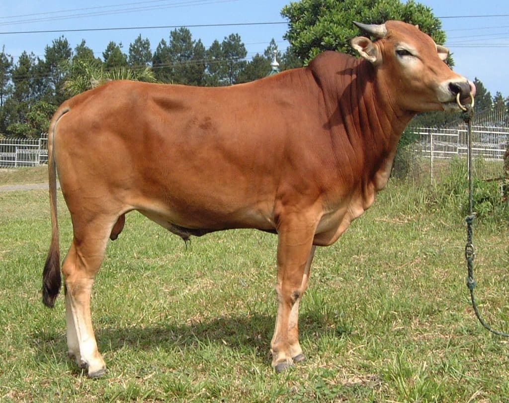 Sapi qurban pilihan Rumah Amal Qurban di area peternakan