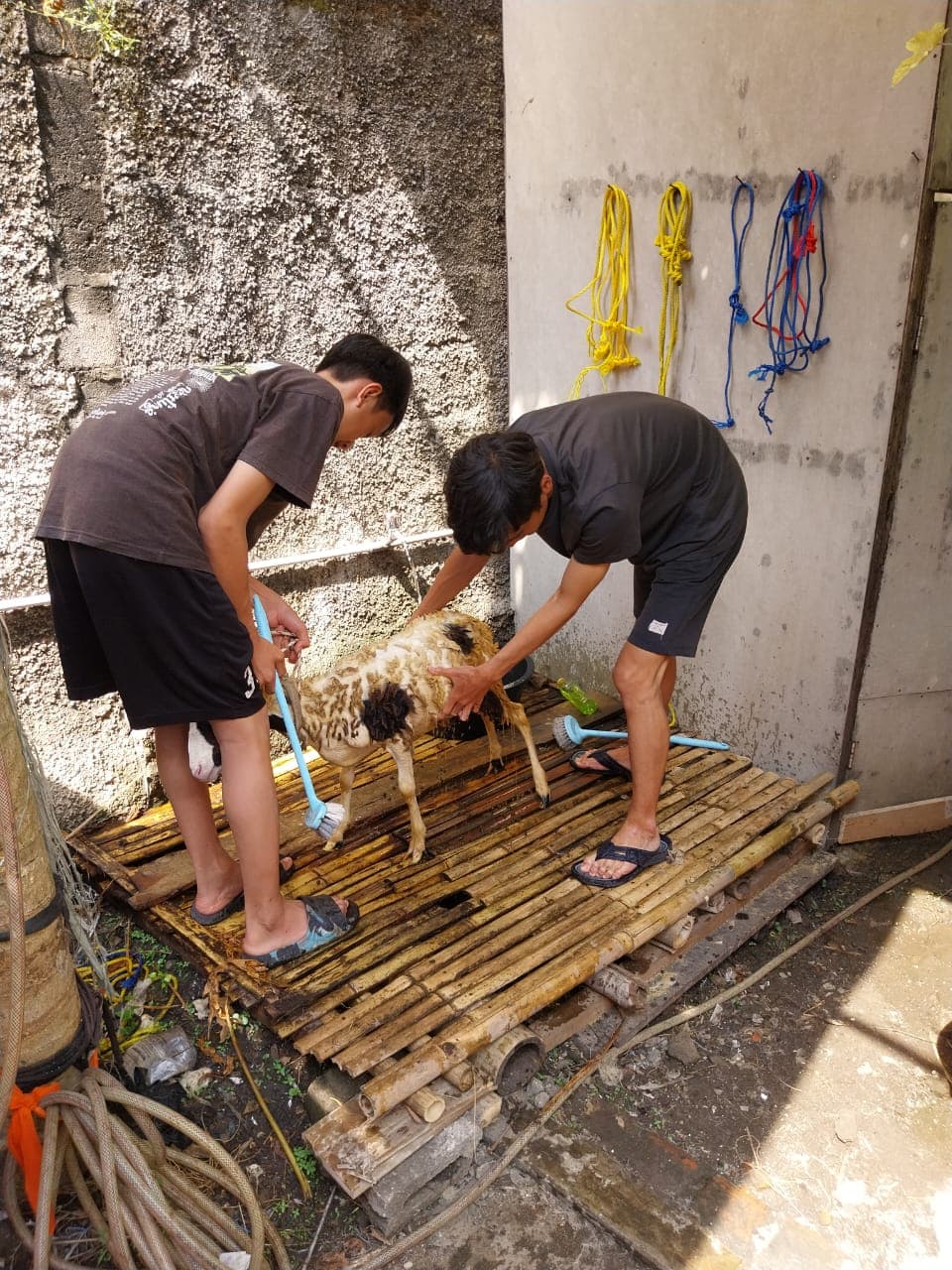 Tim Rumah Amal Qurban merawat hewan qurban