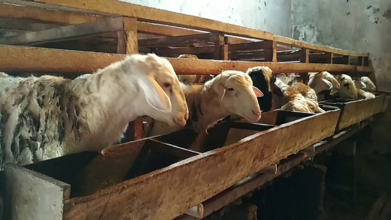 Program donasi sadaqah qurban Rumah Amal Qurban